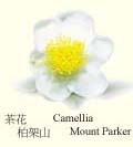 camellia.jpg (8906 bytes)